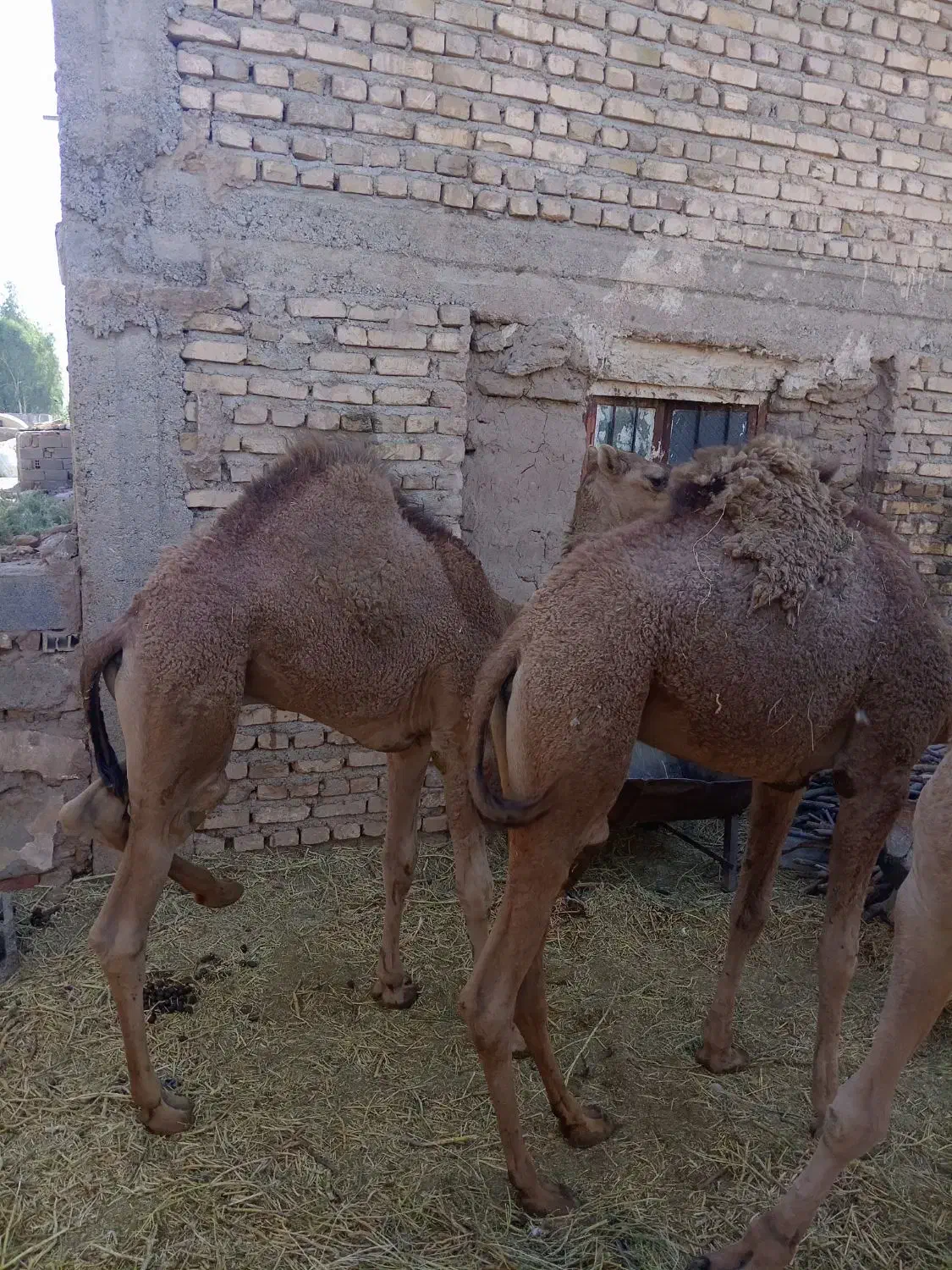 هاشی شتر|حیوانات مزرعه|یزدان شهر, |دیوار