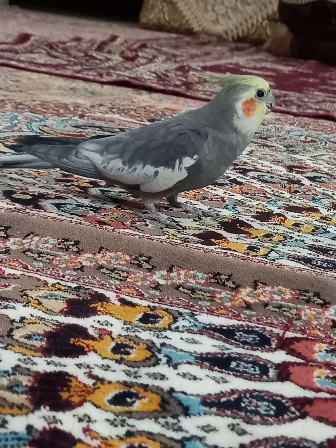 فروشی|پرنده|یزد, |دیوار