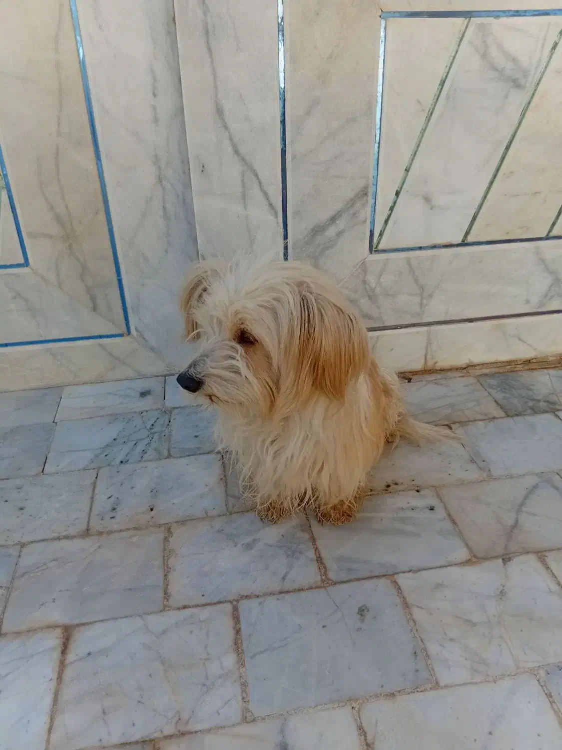 فروش قیمت ۲ ملیون تومان با تخفیف|سگ|کشکوئیه, |دیوار