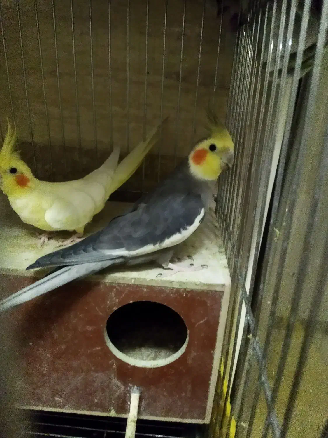 عروس هلندی مولد جوجه داده|پرنده|تهران, هاشمی|دیوار