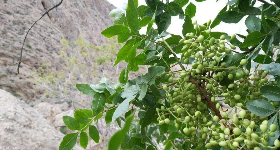 بنه سبز|خوردنی و آشامیدنی|کوهسرخ, |دیوار