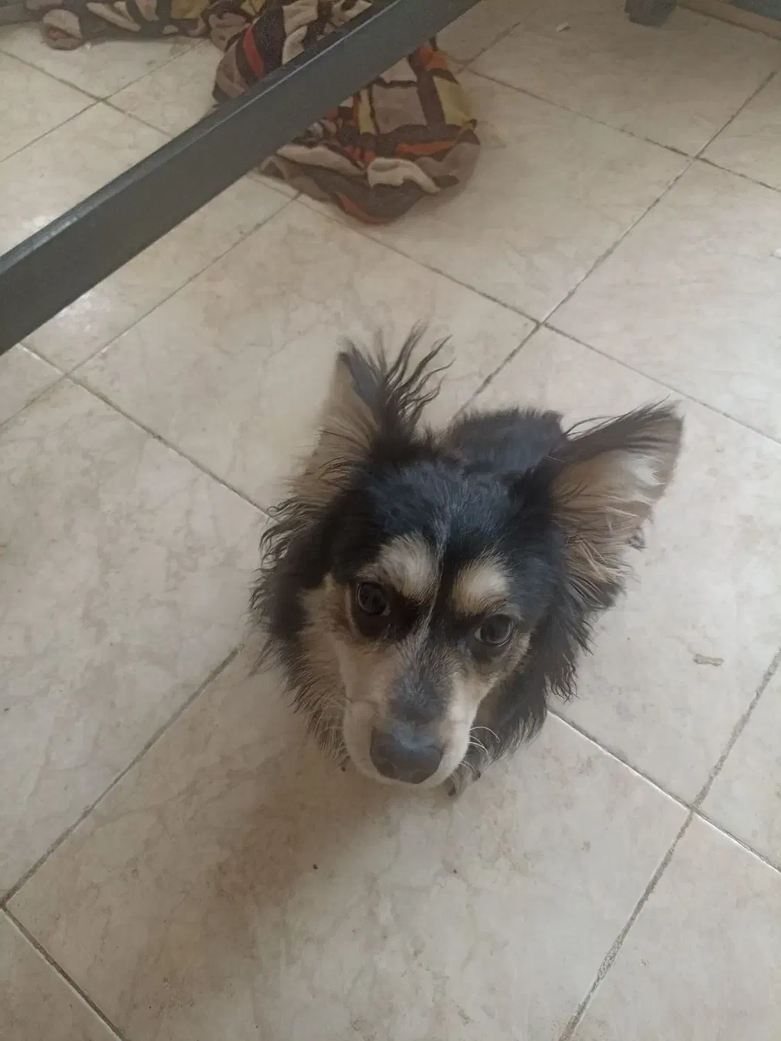 واگذاری|سگ|پردیس, فاز ۹|دیوار