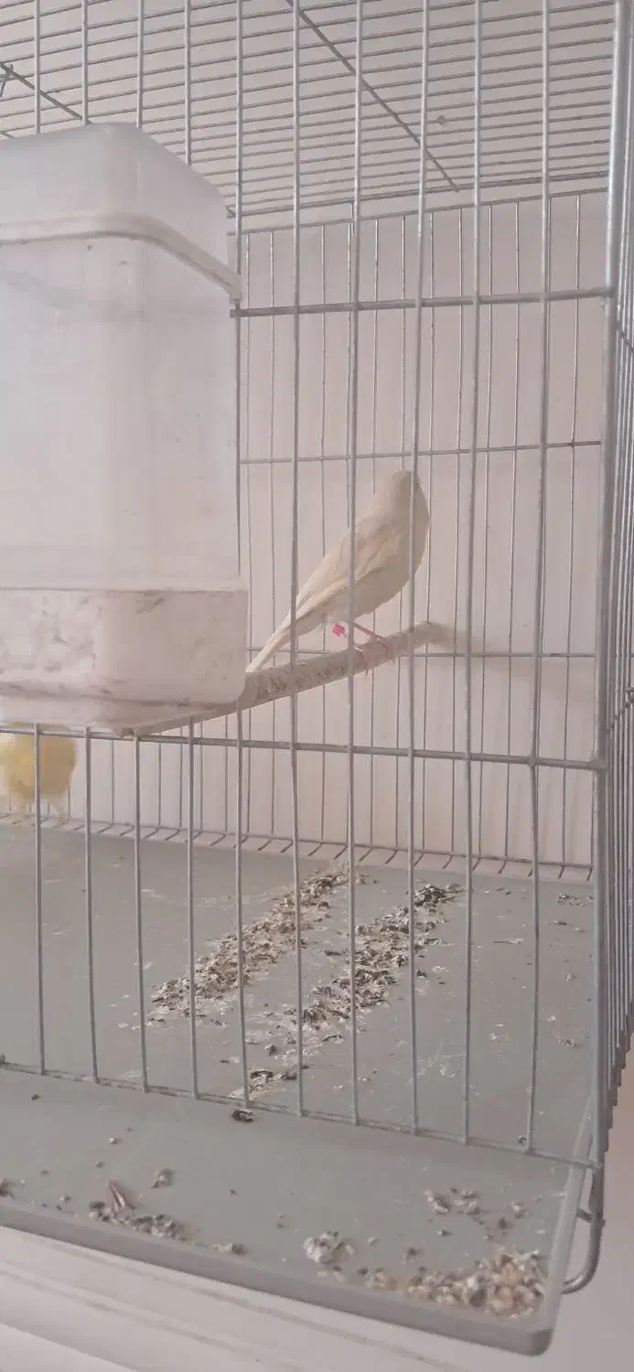 قناری ماده برونو تمیز و مرتب پاکسازی شده|پرنده|شیراز, تندگویان|دیوار