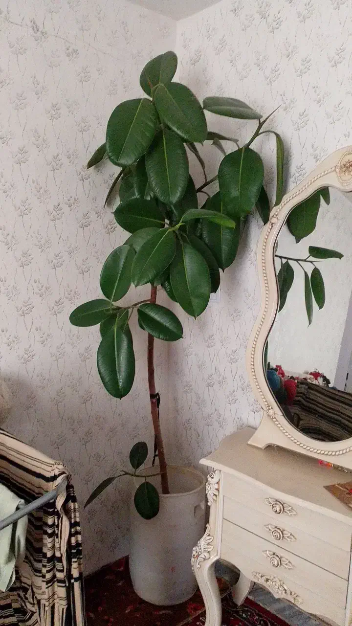 گل فیکوس|گل و گیاه طبیعی|اسدآباد, |دیوار