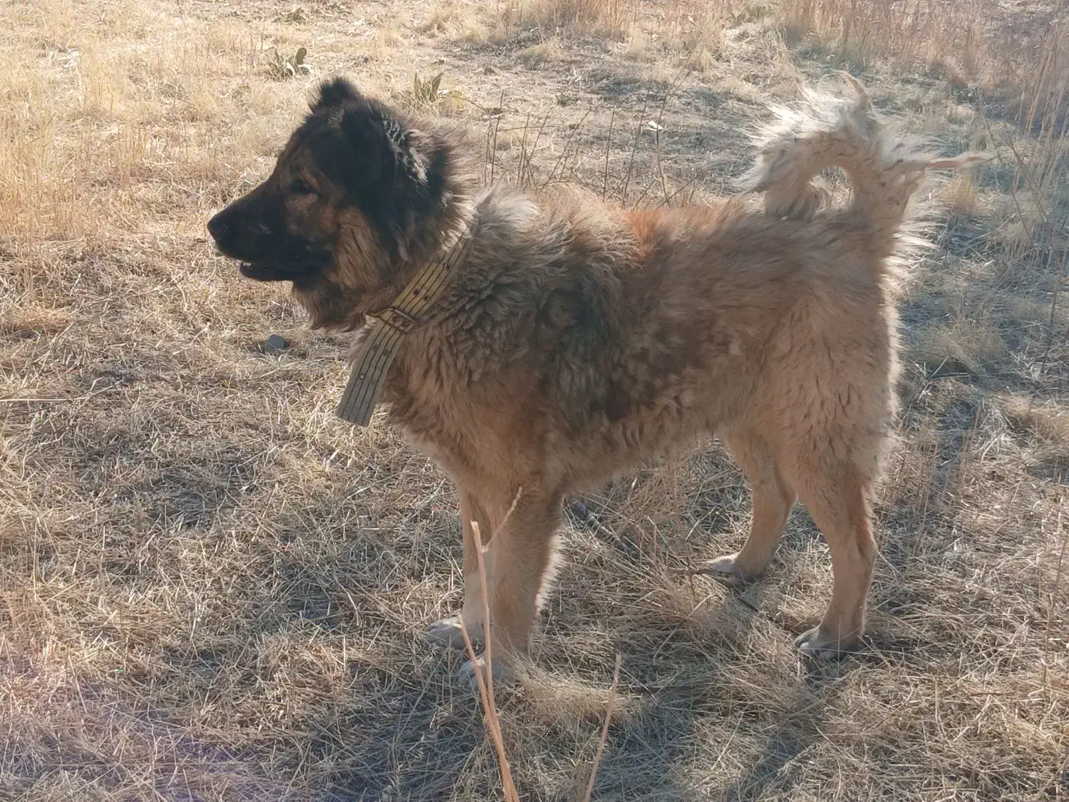 سگ گله ای|سگ|بستان آباد, |دیوار