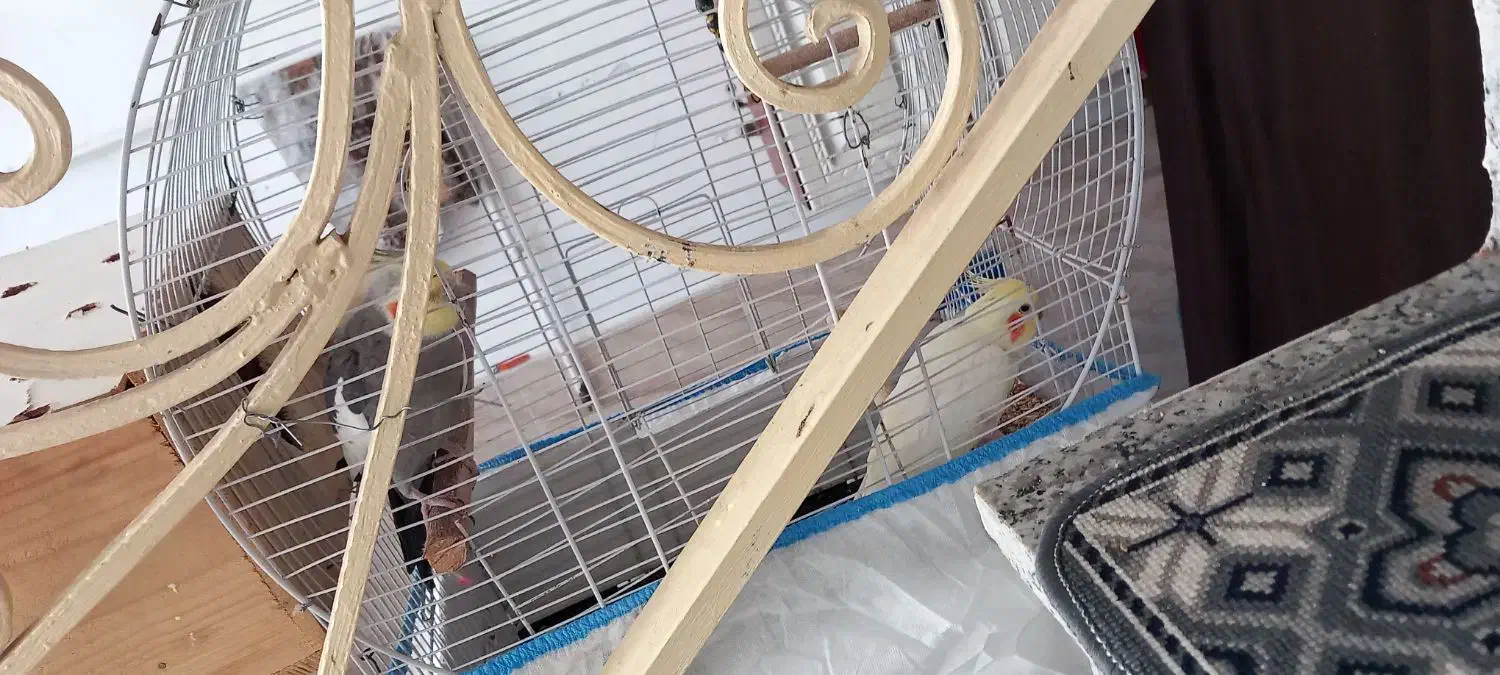 پرنده|پرنده|رشت, انصاری|دیوار