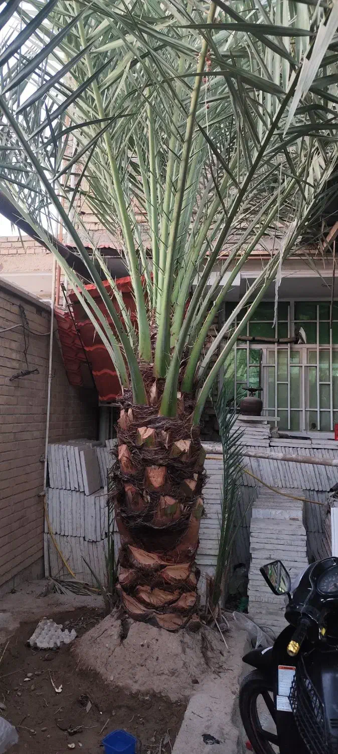 نخل برخی|گل و گیاه طبیعی|اهواز, بهارستان|دیوار