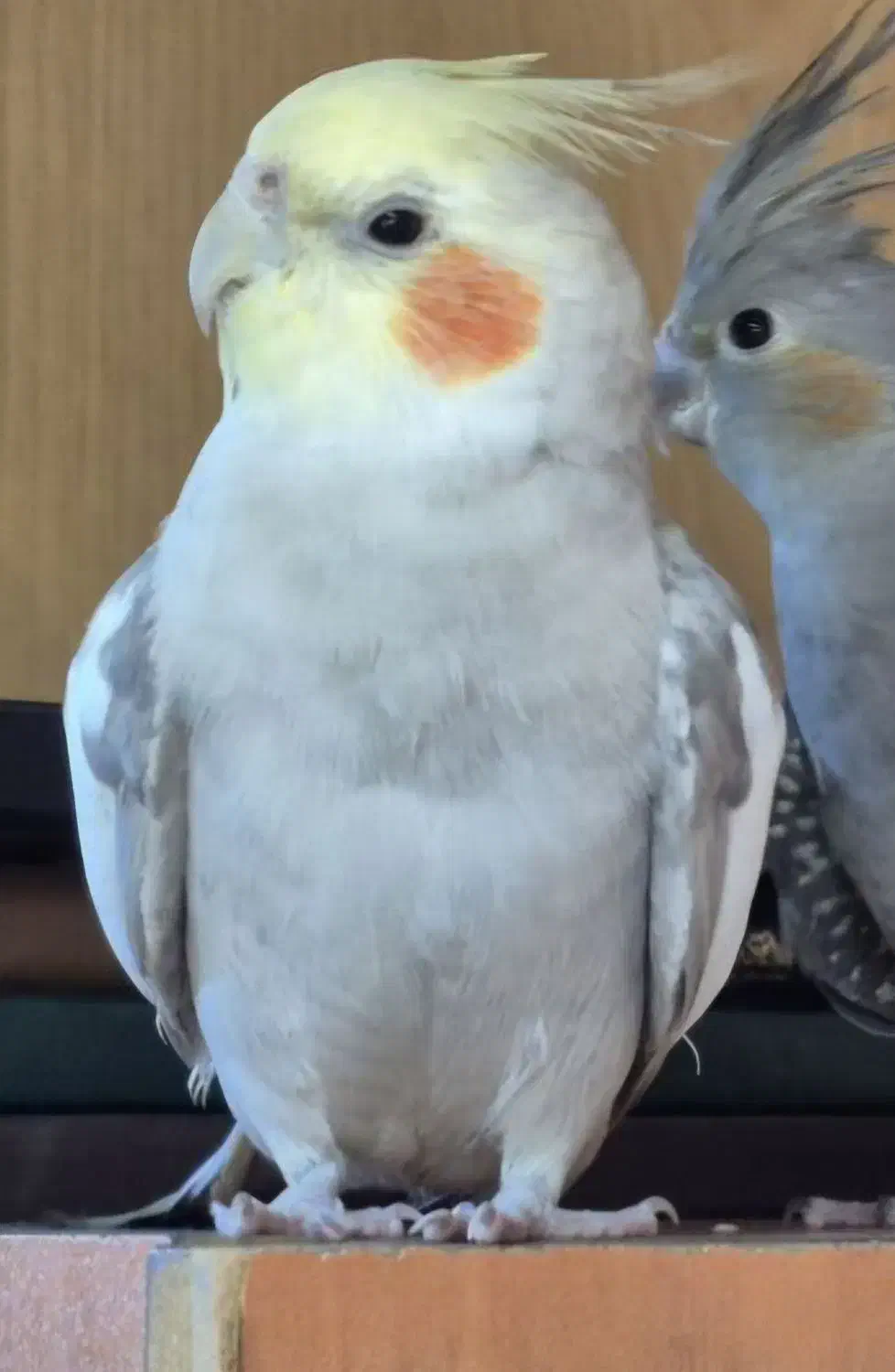 عروس هلندی گم شده|حیوانات|تهران, هفت چنار|دیوار