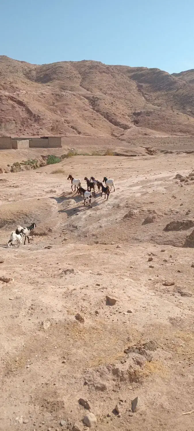 بز پاکستانی|حیوانات مزرعه|دره شهر, |دیوار