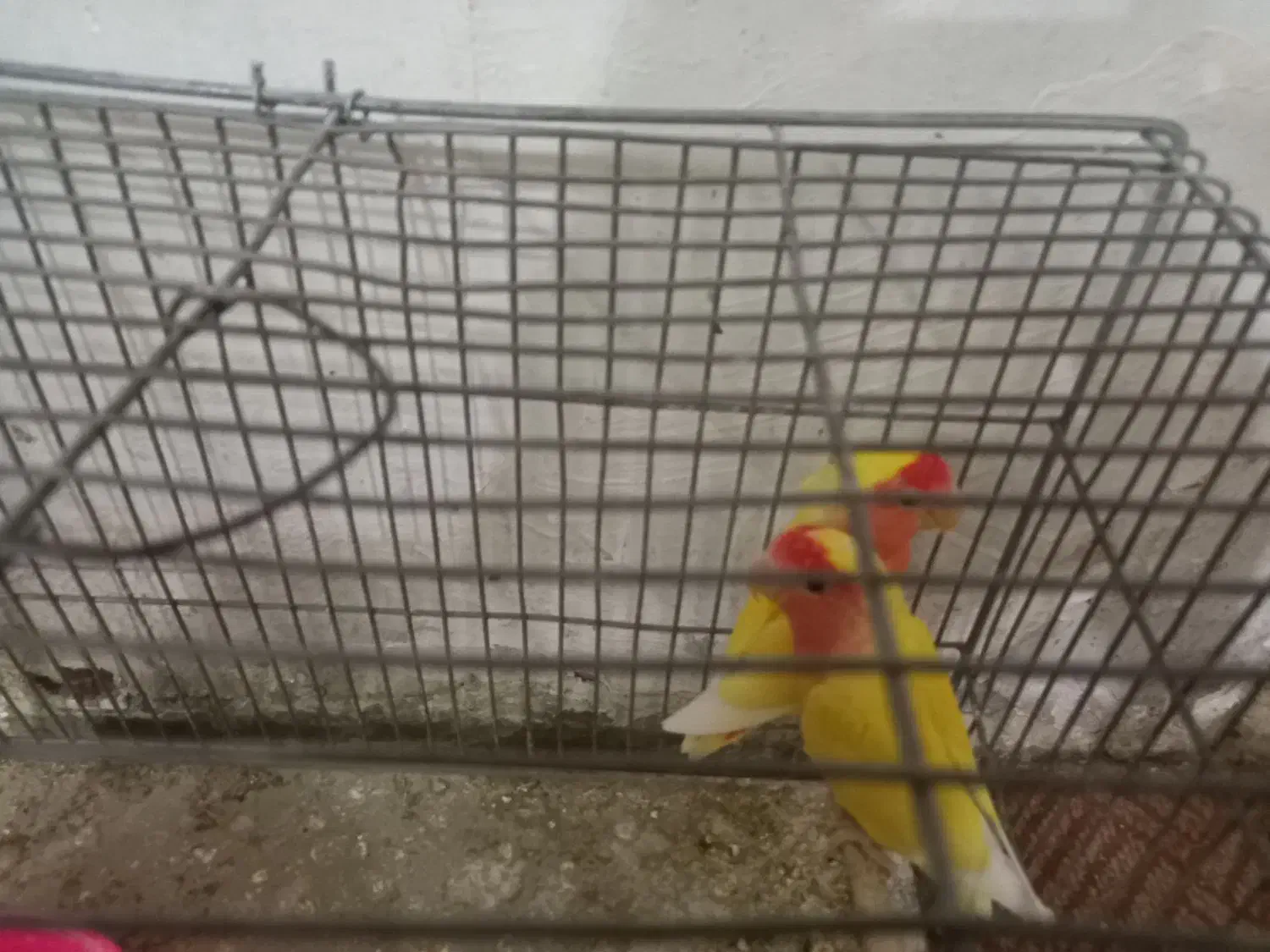 طوطی برزیلی|پرنده|خمینی‌شهر, |دیوار