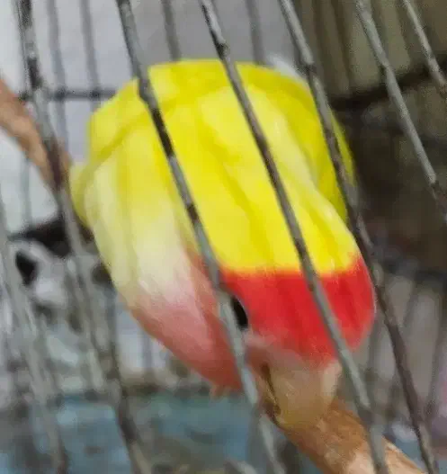 طوطی برزیلی|پرنده|بندر دیر, |دیوار