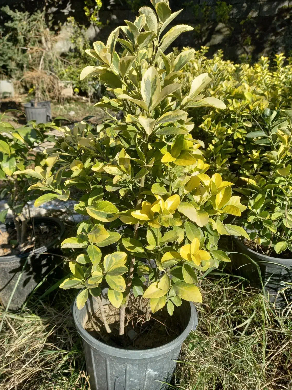 شمشاد|خدمات باغبانی و درختکاری|چابکسر, |دیوار