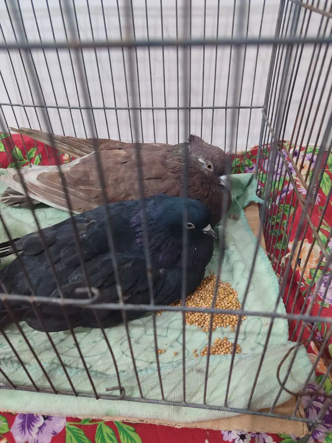 پرنده|پرنده|مشگین شهر, |دیوار