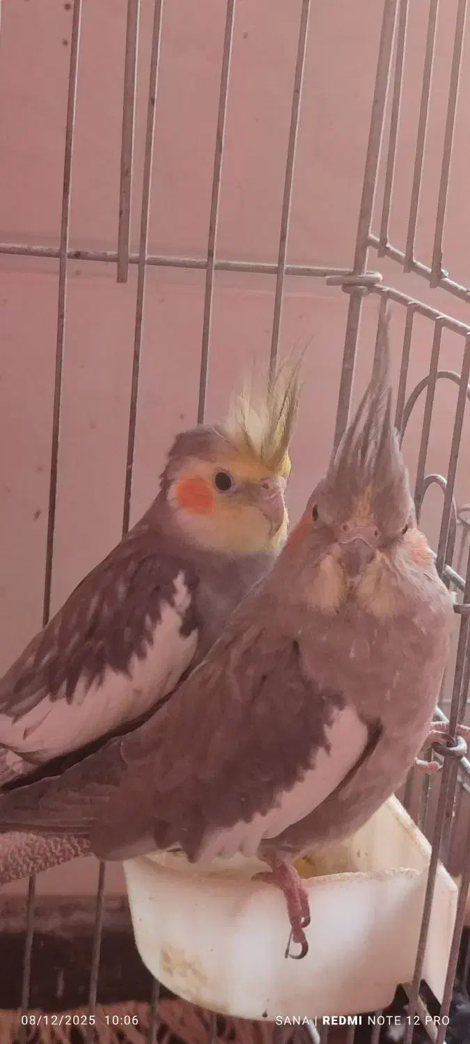 عروس هلندی|پرنده|کازرون, |دیوار