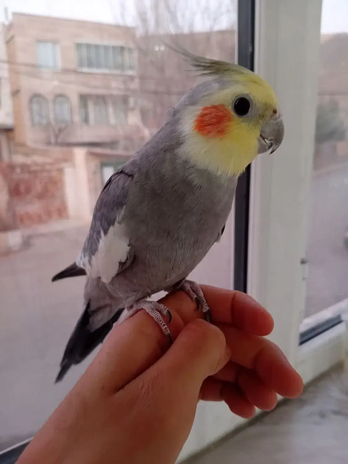 عروس هلندی|پرنده|دهگلان, |دیوار