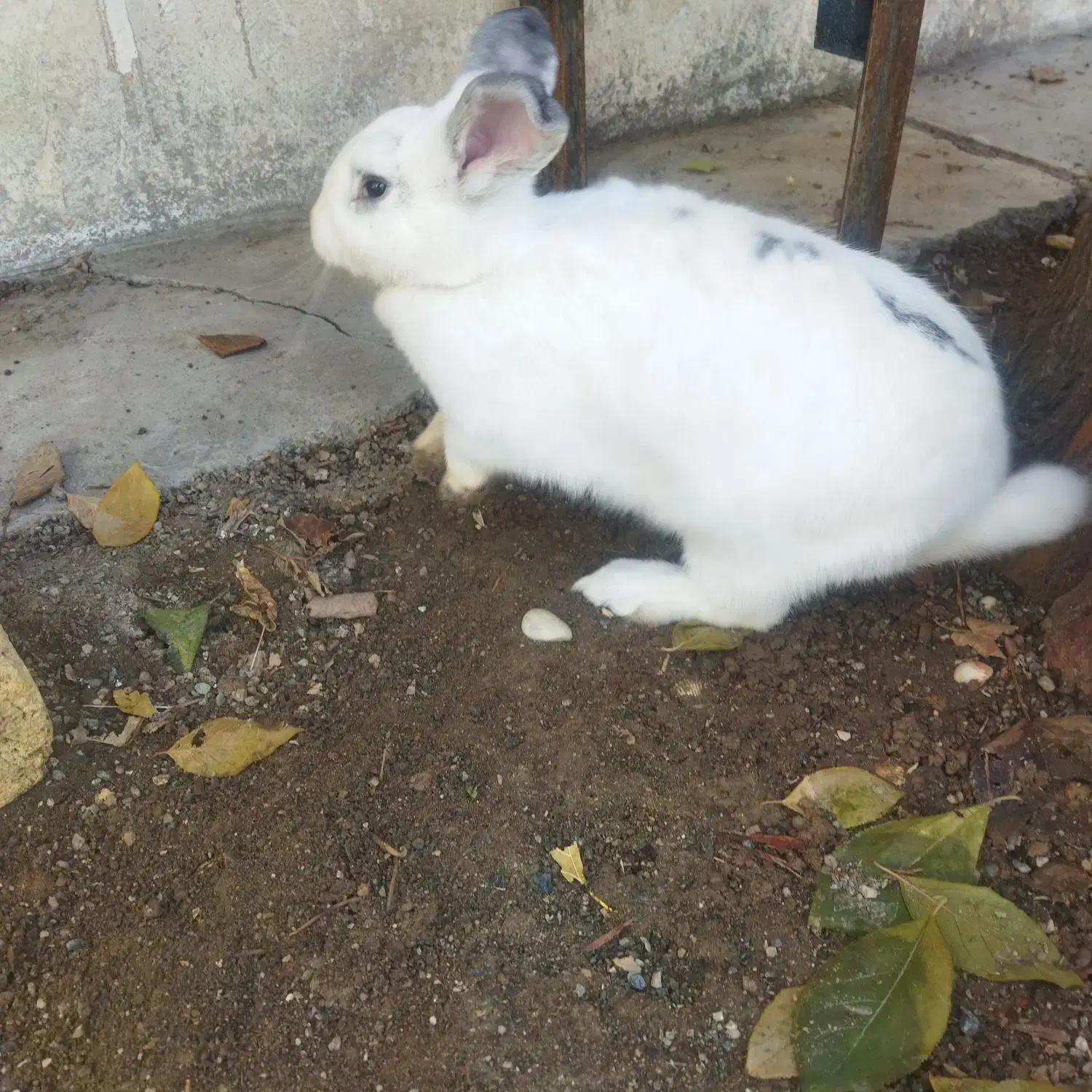 خرگوش لوپ|موش و خرگوش|کرمانشاه, |دیوار