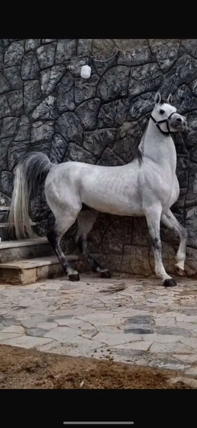 سیلمی بن ساروخ|اسب و تجهیزات اسب‌سواری|اهر, |دیوار