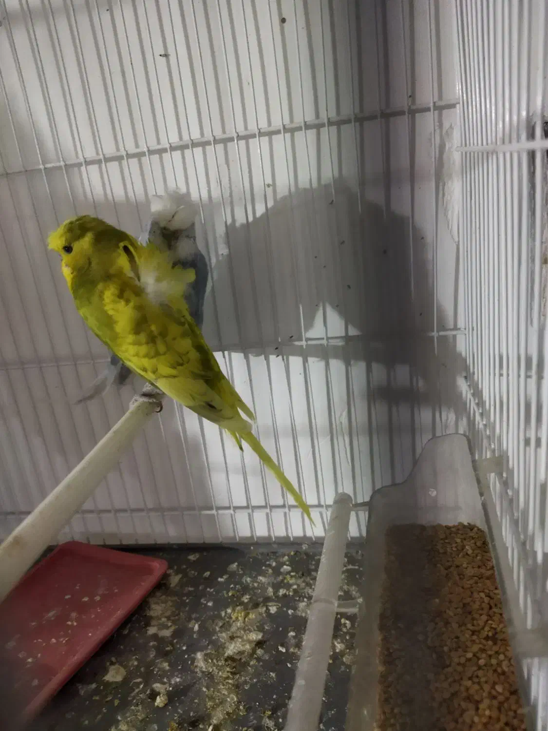 مرغ عشق پروانه ای با تخم|پرنده|تربت‌حیدریه, شهرک ولیعصر|دیوار