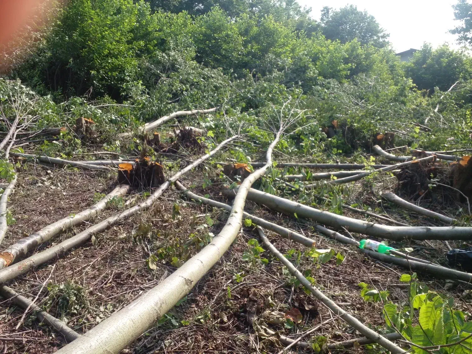 علف تراشی هرس درخت برش چوب کاشت نهال|خدمات باغبانی و درختکاری|عباس‌آباد, |دیوار