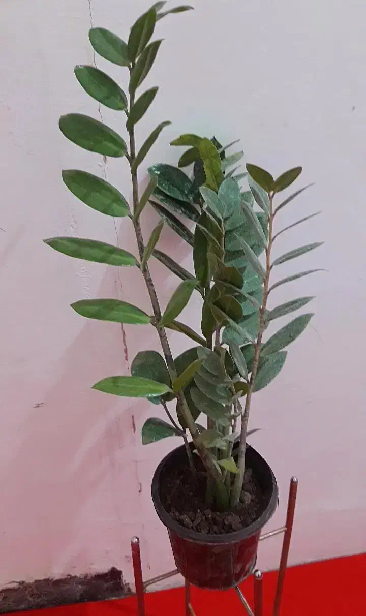 گل زامو فیلیا بلک و سبزسیاه زغال پربرگ بزرگ|گل و گیاه طبیعی|زابل, |دیوار