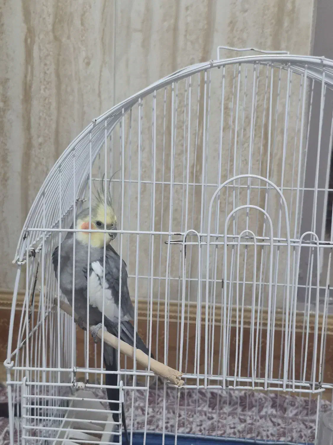 عروس هلندی|پرنده|بجنورد, |دیوار