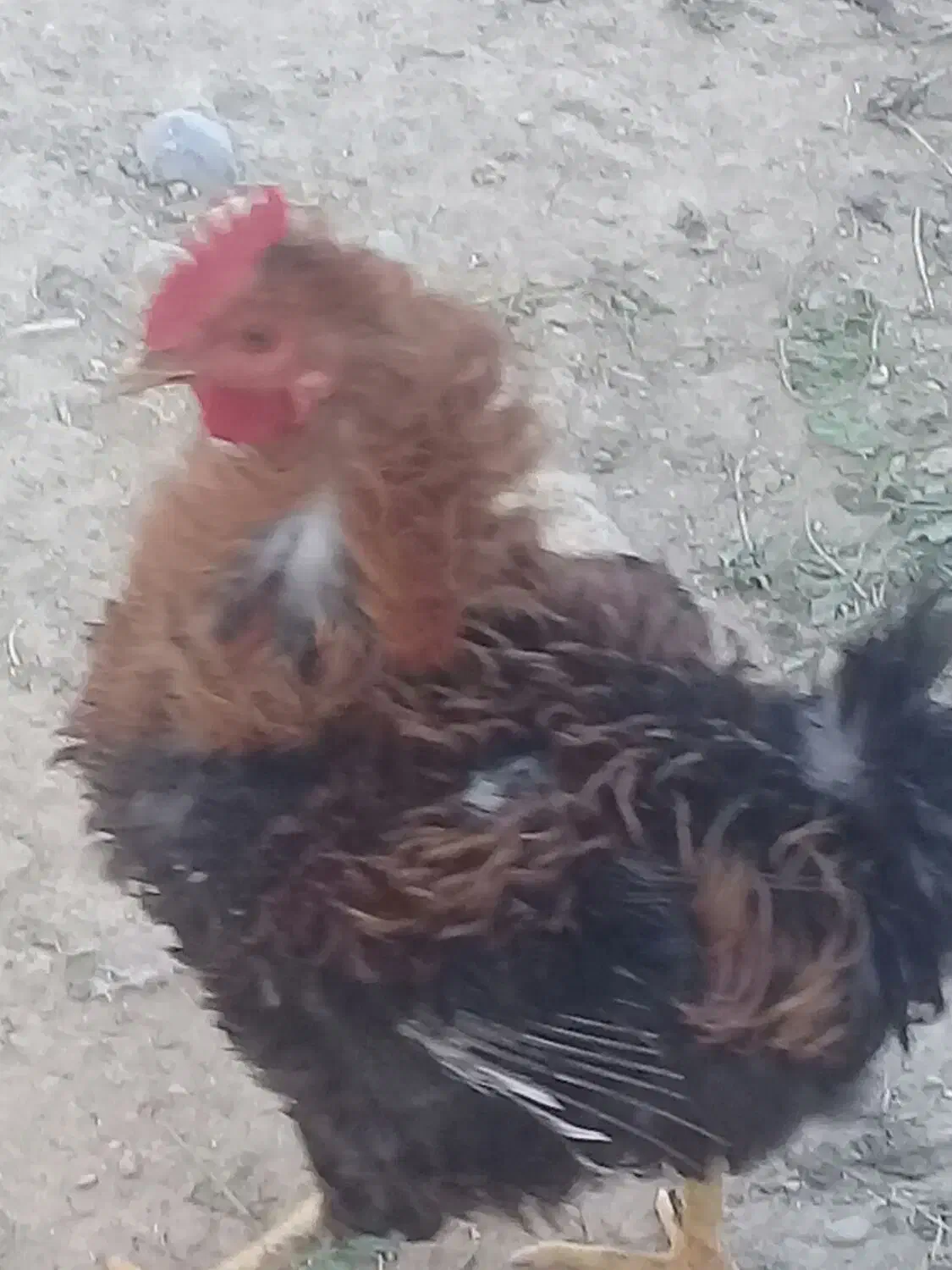 فروش تخم نطفه دار بوقلمون و غاز و مرغ|حیوانات مزرعه|دزفول, |دیوار