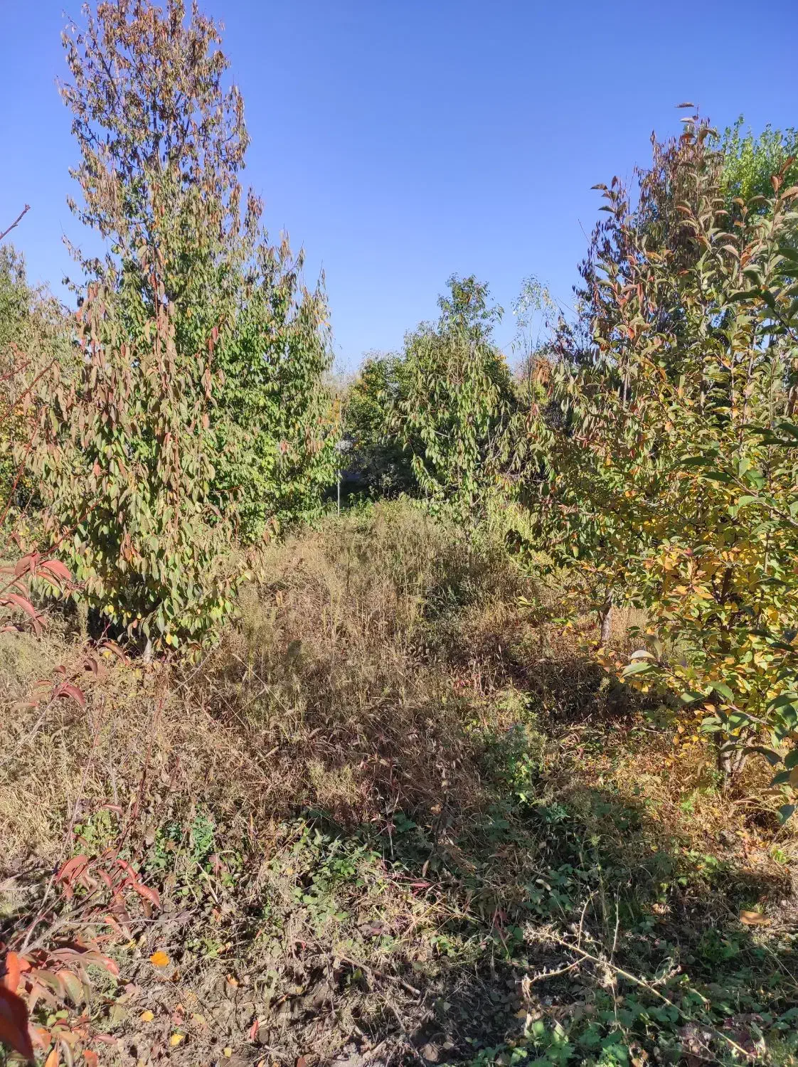 باغ در فیرورق|فروش زمین و ملک کلنگی|فیرورق, |دیوار