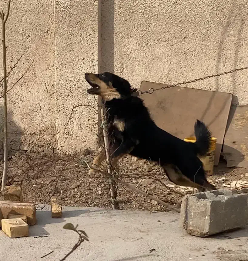 سگ نگهبان|سگ|ورامین, ورامین|دیوار