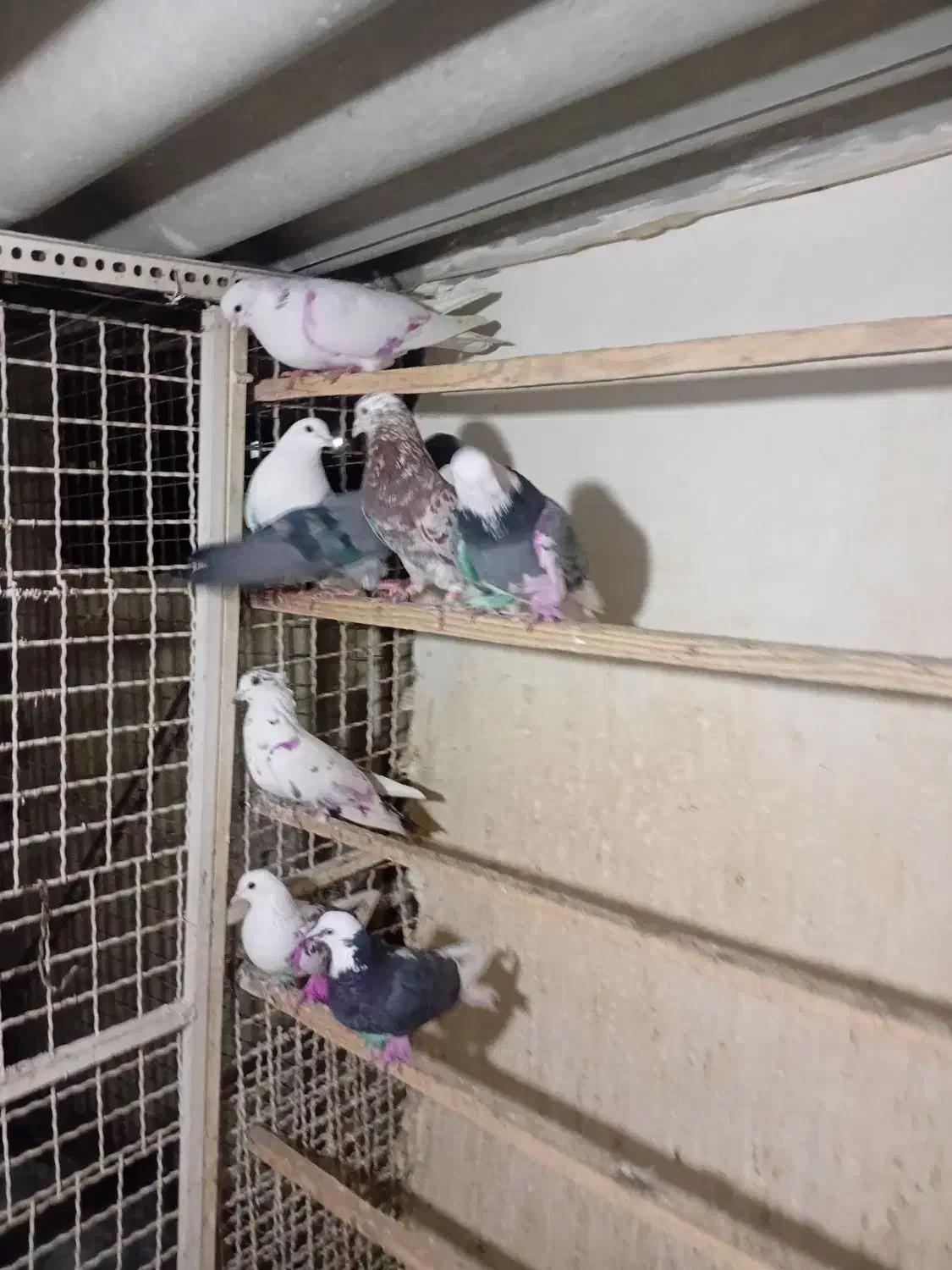 کبوتر|پرنده|تهران, شهرک رضویه|دیوار