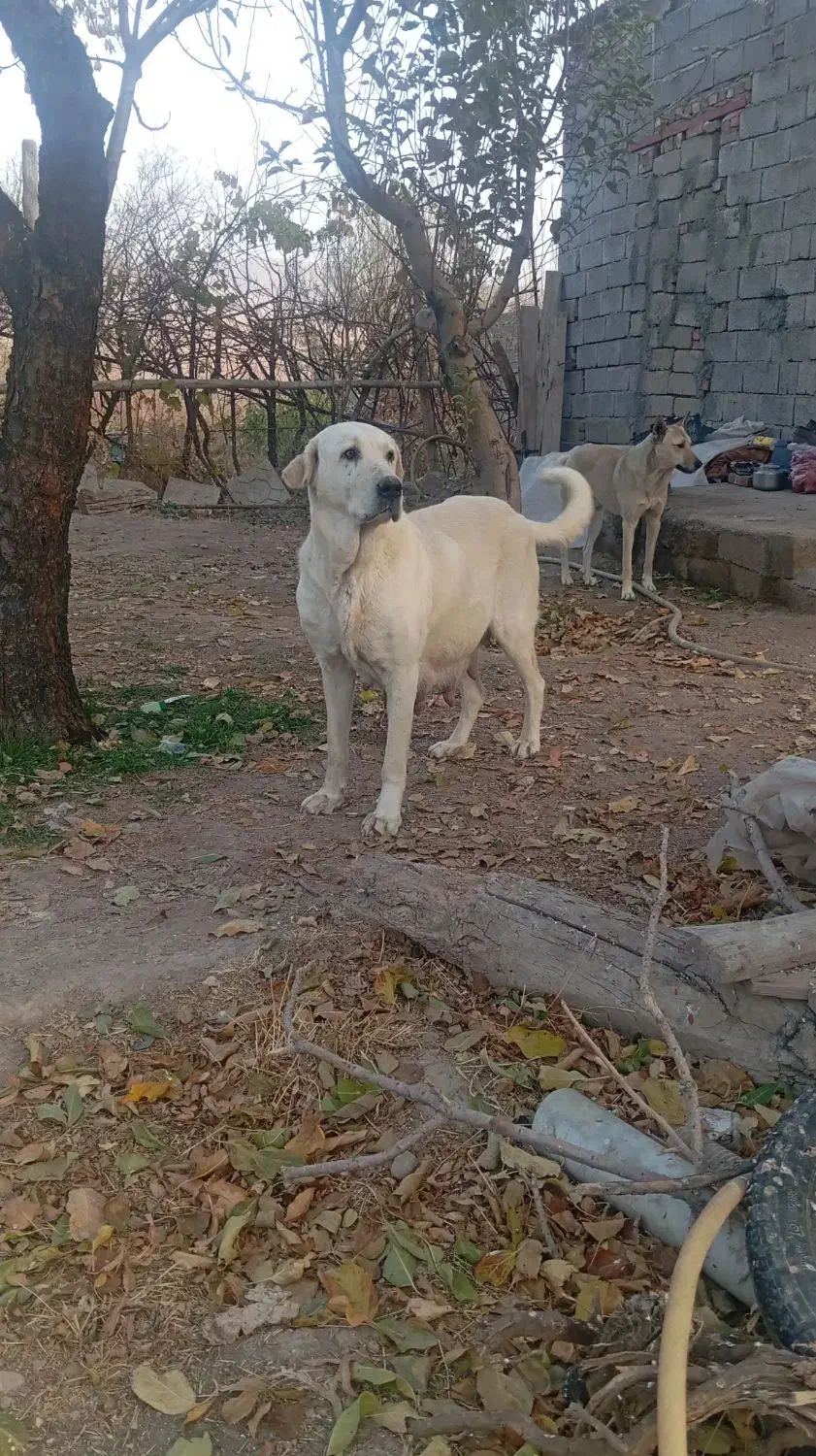 واگذاری سگ عراقی|سگ|تبریز, |دیوار