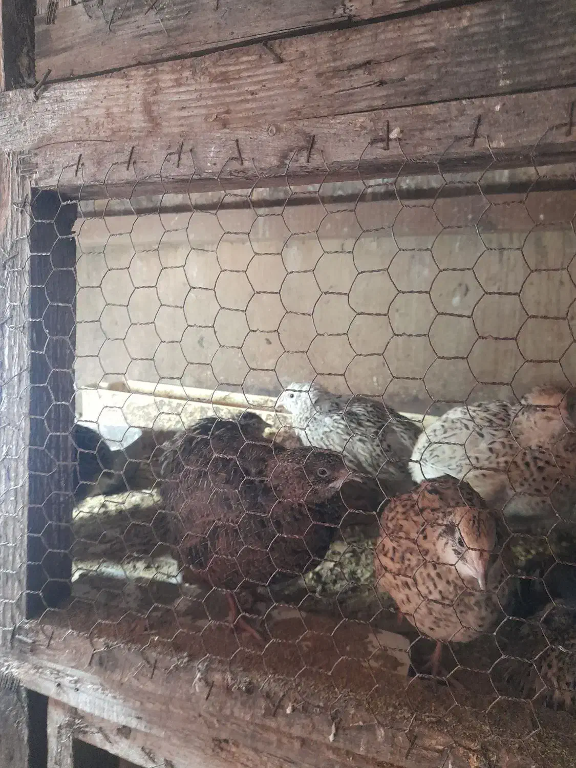 بلدرچین درحال تخم درشت|حیوانات مزرعه|بابل, |دیوار