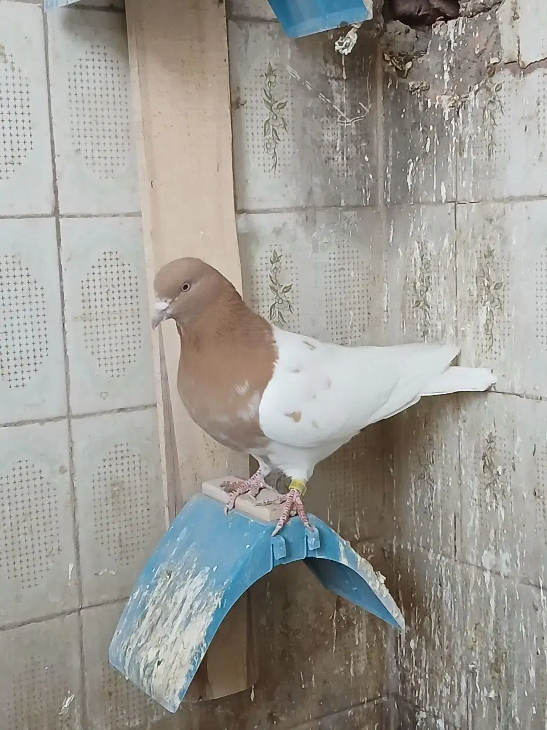 کبوتر کله ای|پرنده|عجب شیر, |دیوار