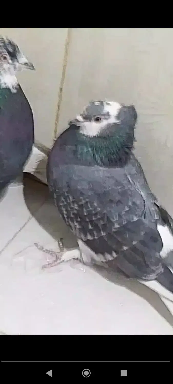 کبوتر گم شده|حیوانات|اسلامشهر, شهرک مفیدی|دیوار