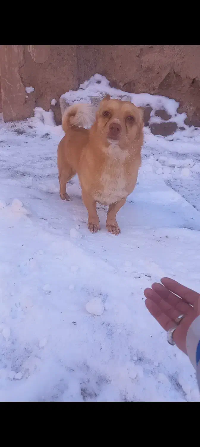 سگ پاکوتاه|سگ|بیرجند, |دیوار