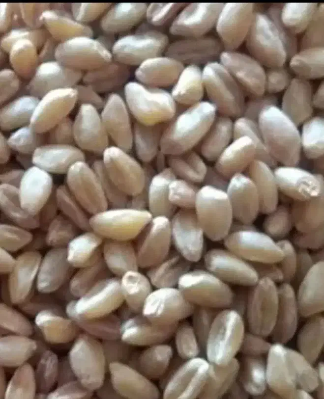 بذرپیشگام|خدمات باغبانی و درختکاری|کنگاور, |دیوار