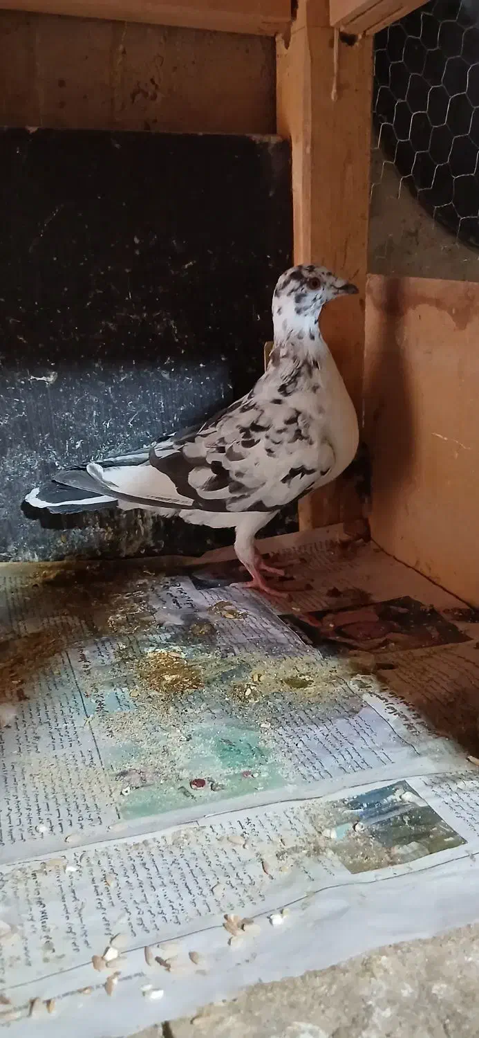 کفتر|پرنده|نهاوند, |دیوار