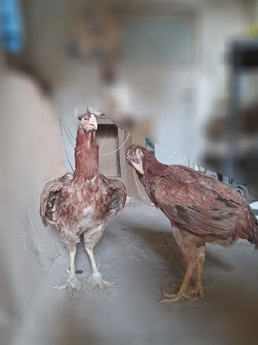 مرغ خروس و جوجه لاری|حیوانات مزرعه|تهران, طیب|دیوار