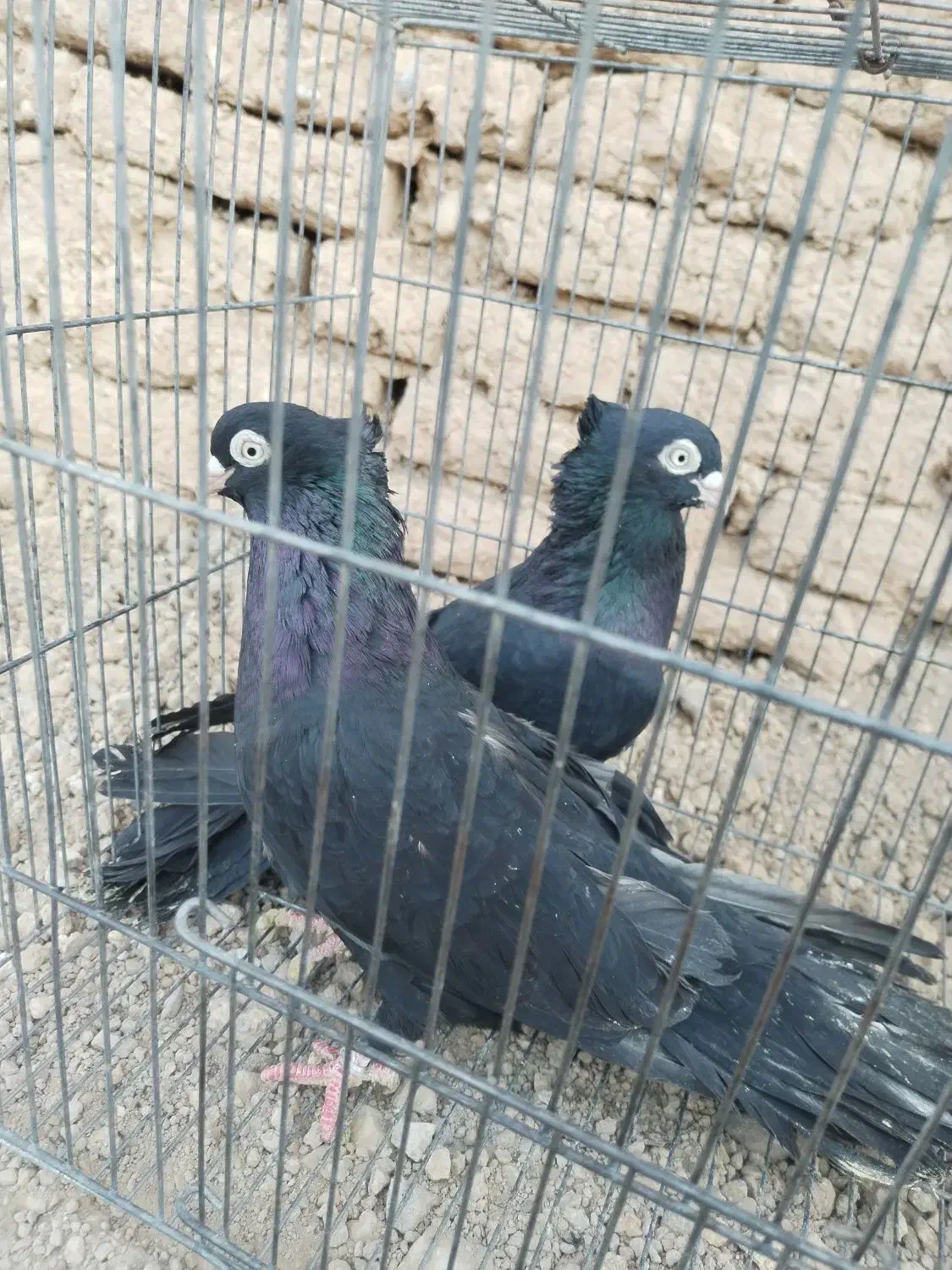 کبوتر شهرضا|پرنده|شهرضا, |دیوار