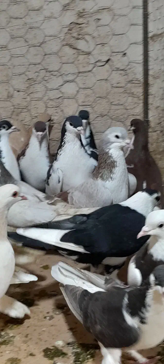 ۳۰تا ساده و چپ پرشی|پرنده|مشهد, امام رضا (ع)|دیوار