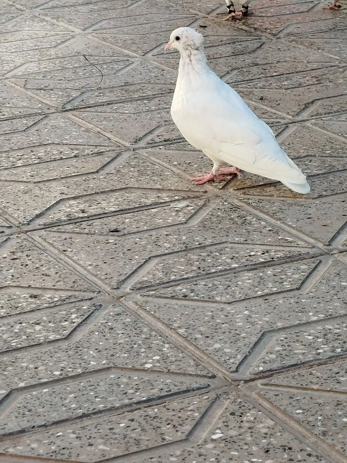 کفتر|پرنده|فردوس (خراسان), |دیوار