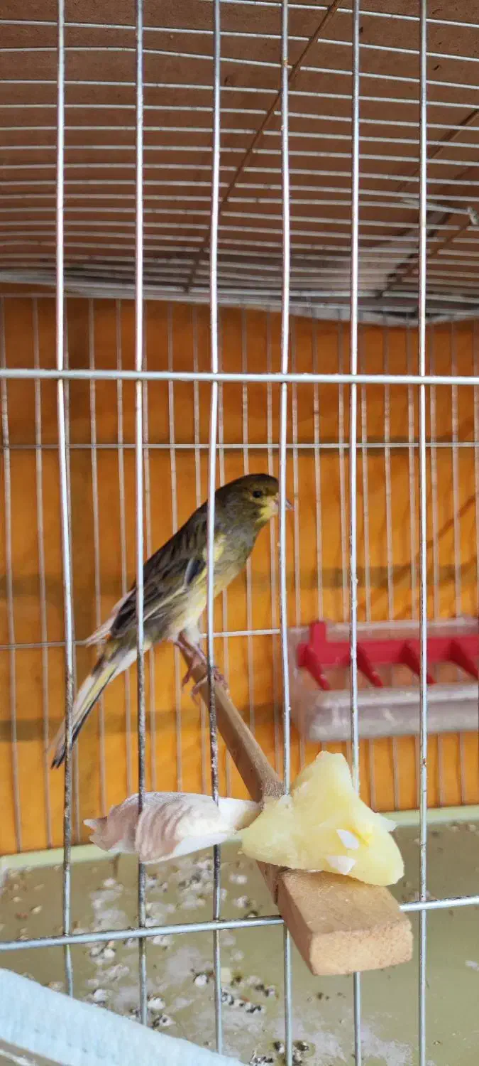 قناری و سهره|پرنده|اصفهان, رزمندگان|دیوار