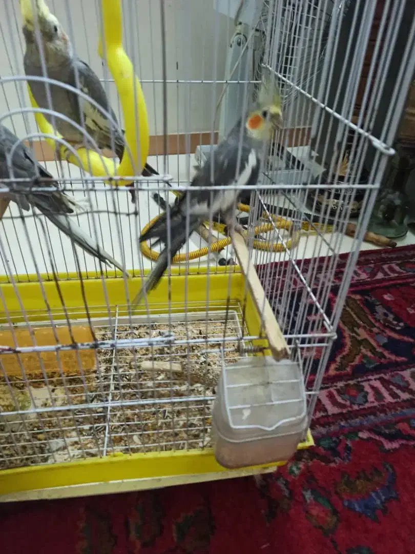 عروس هلندی|پرنده|مشهد, شهرک مهرگان|دیوار