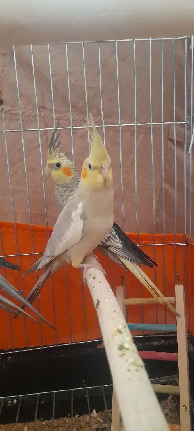 جوجه عروس هلندی  قیمت 500|پرنده|محمدشهر, ولدآباد|دیوار