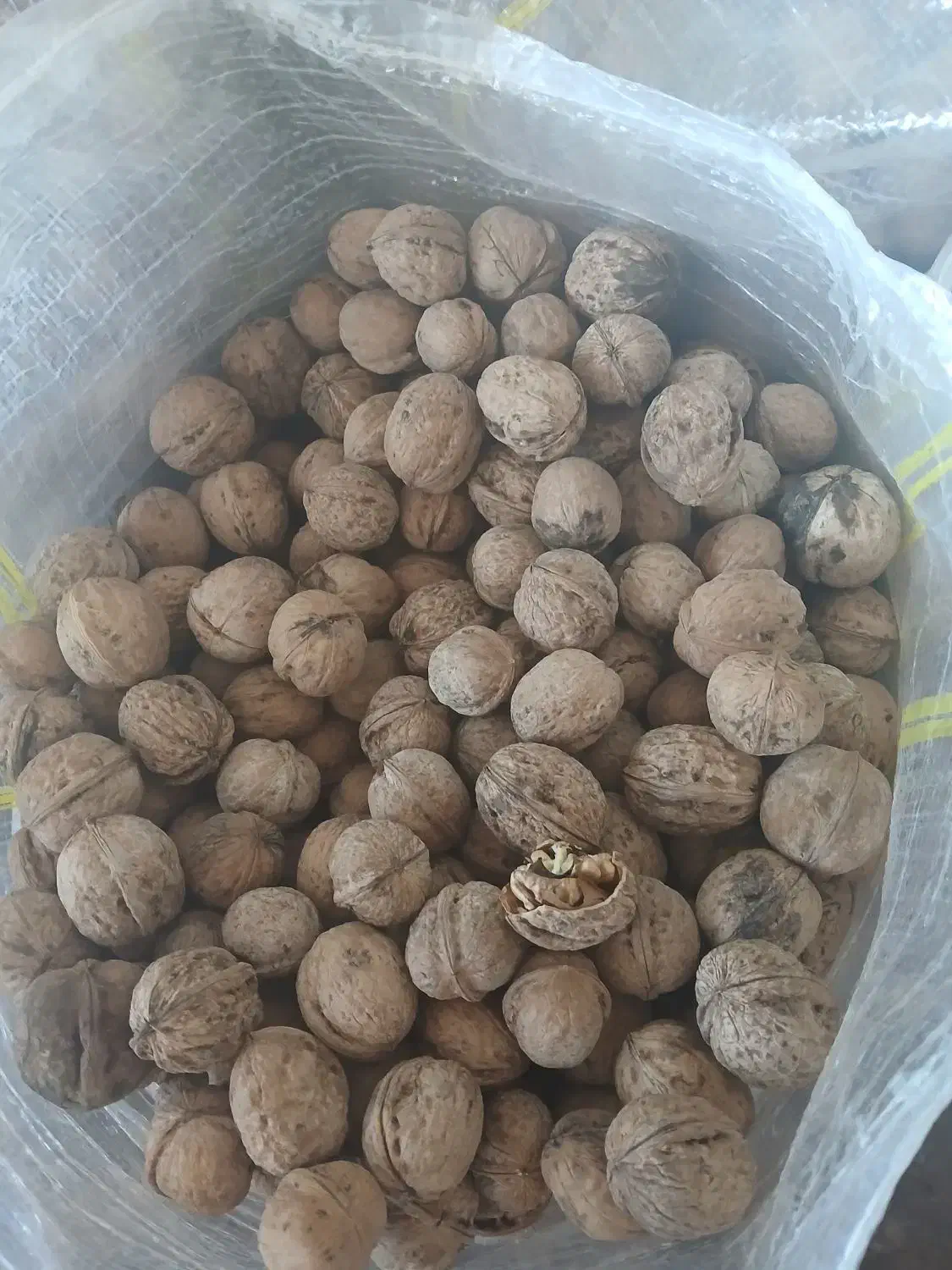 فروش گردو عمده و خرده|خوردنی و آشامیدنی|نهاوند, |دیوار