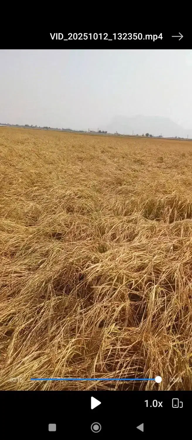 اجاره3 هکتار زمین کشاورزی درروستای رامجردی رامجرد|اجارهٔ دفتر صنعتی، کشاورزی، تجاری|درودزن, |دیوار