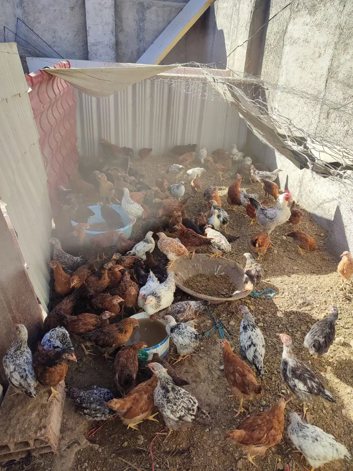 جوجه مرغ و خروس|حیوانات مزرعه|بومهن, |دیوار