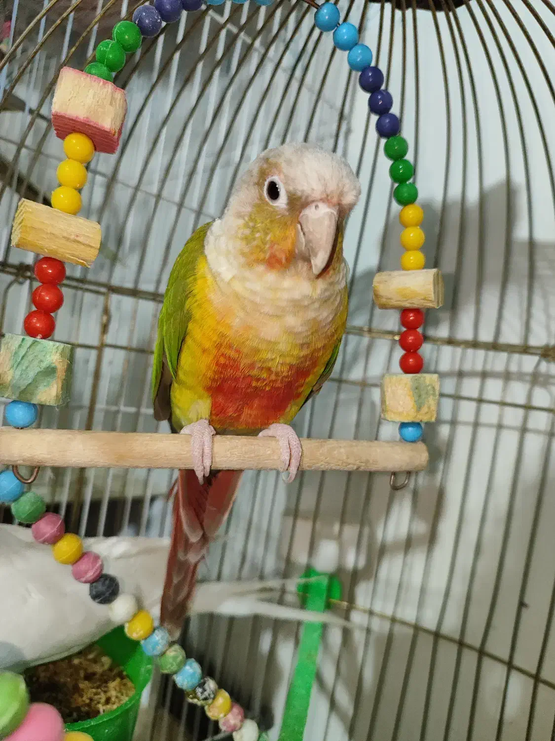 طوطی گرینچیک و عروس هلندی البینو|پرنده|گلزار, |دیوار