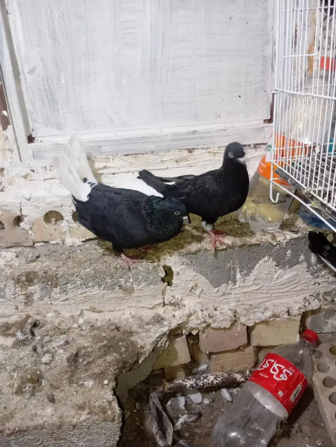 دم سفید و کلاغ کربلایی|پرنده|شاندیز, |دیوار