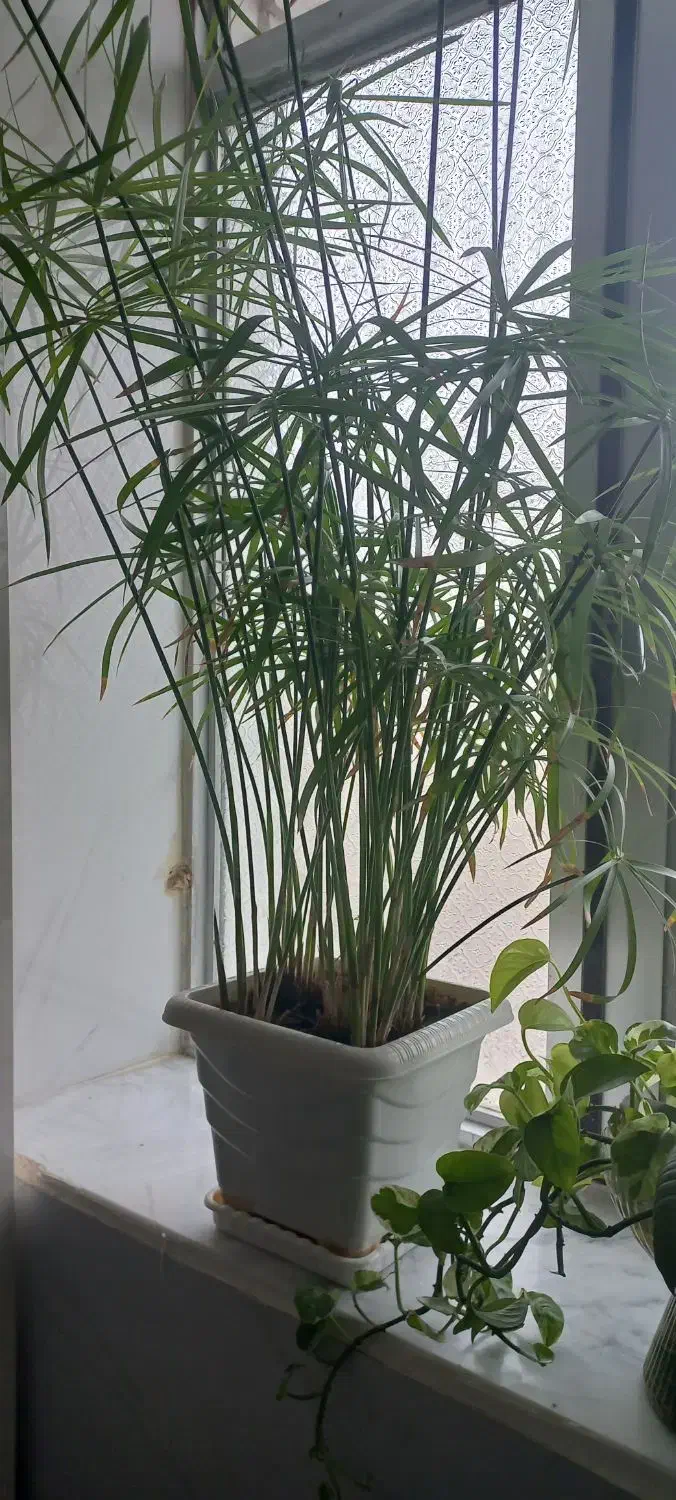 گلهای سرحال|گل و گیاه طبیعی|بناب, |دیوار