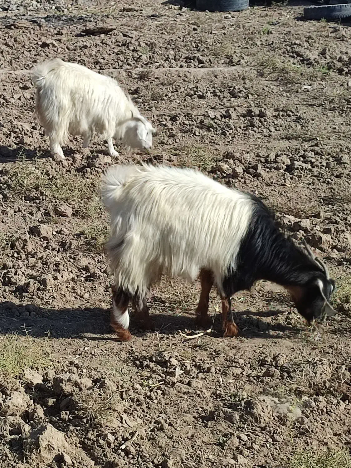 بز فروشی|حیوانات مزرعه|خوسف, |دیوار